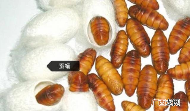 蝉蛹和蚕蛹的区别,蚕蛹和蝉蛹的区别图？