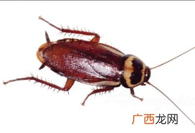 蟑螂最怕啥,蟑螂闻到什么药味就自动躲开？