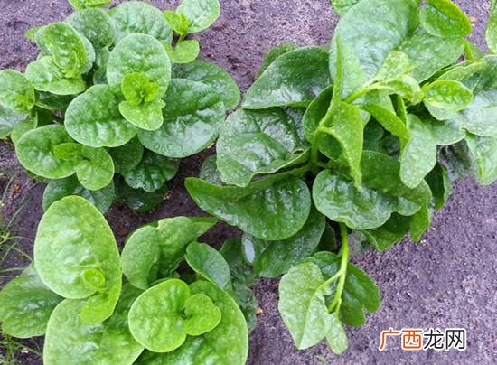特别耐阴的蔬菜有哪些,耐阴耐热蔬菜？