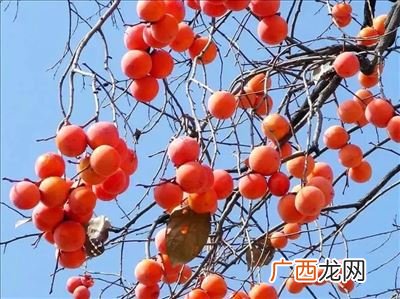 火晶柿子有什么营养价值,火晶柿与火罐柿区别？
