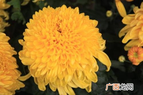 菊花什么季节开,菊花什么季节开最好？