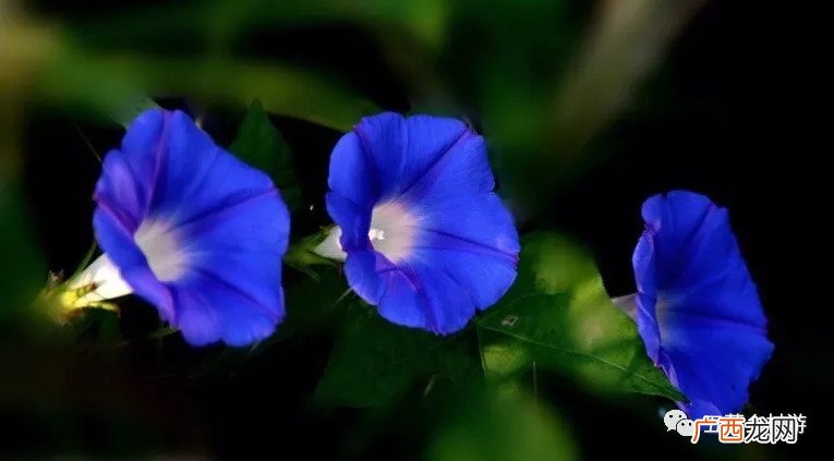 黑牵牛花子是什么,如何取出牵牛花的种子？