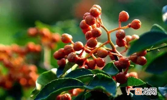 花椒叶子怎么吃好吃,花椒叶炒鸡蛋怎么做？