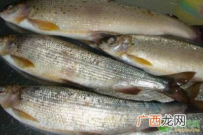 细鳞鱼怎么做好吃,细鳞鱼是什么鱼？