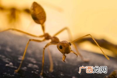 怎样去除蚂蚁最有效,小苏打可以杀死蚂蚁吗？