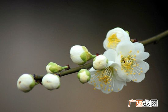 含苞待放的反义词成语,与含苞欲放意思相近的成语？