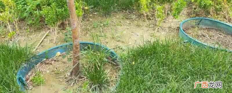 植物园林隔根带可以使园林规格看起来整体美观 乔木隔根带特点