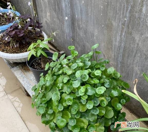 铜钱草如何种植,铜钱草的养殖方法和注意事项冬天能分盆吗?