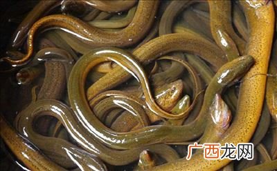 黄鳝是什么,黄鳝又是什么梗？