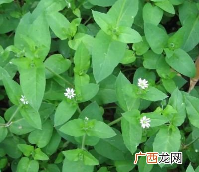 鹅肠菜怎么吃,芥末凉拌鹅肠怎么做的？