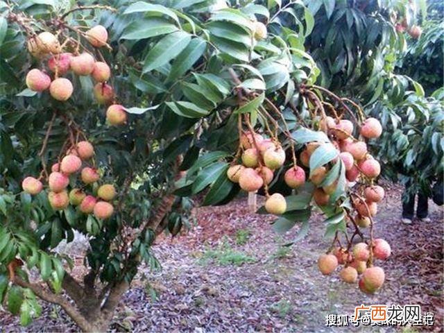 三月红是什么水果,红皮香蕉怎么来的？