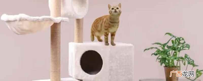 猫爬架上的细菌病毒通常不能被风吹走 猫爬架上的细菌病毒能被风吹走吗