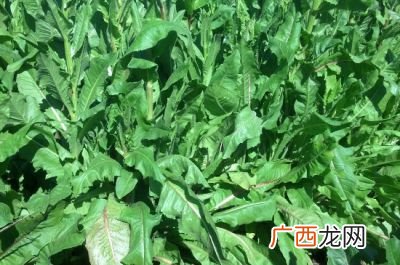 菊苣怎么吃,菊苣菜怎样炒好吃？