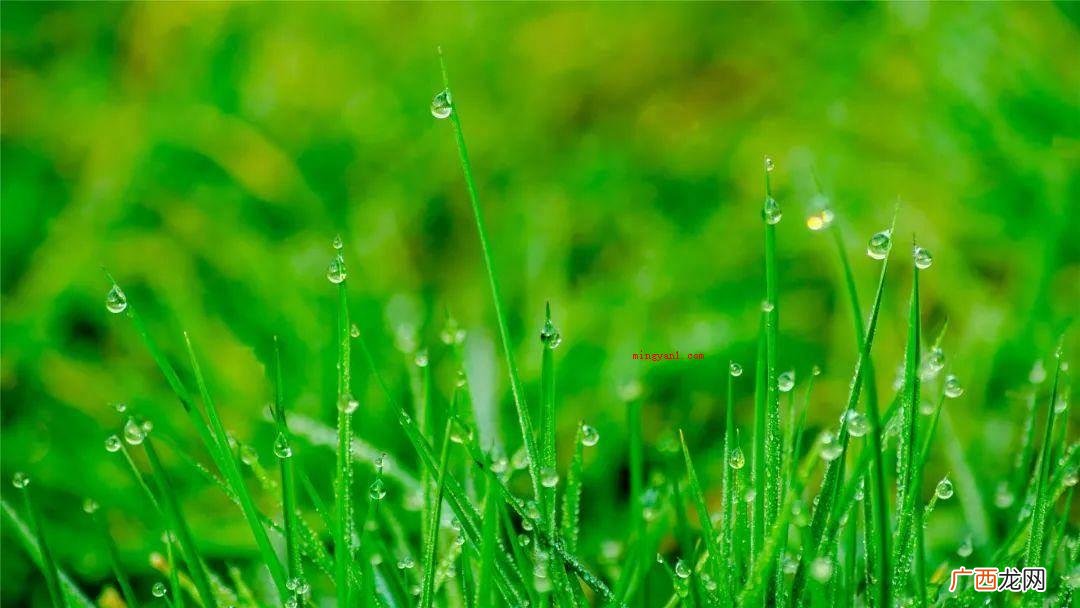 拟人好雨知时节应用了拟人的修辞方法,开头 好雨知时节运用了什么修辞手法？