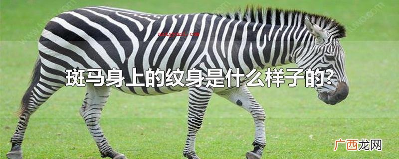 斑马的身上的刺青是什么样子的? 斑马身上的纹身是什么样子的?