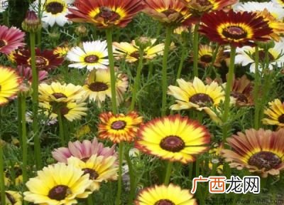 花环菊的种植方法,丛植植物有哪些？