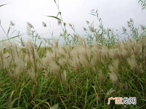 如何消灭杂草,如何自制除草剂？