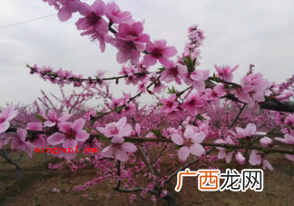 桃树是先开花后长叶的落叶树吗 蚂蚁新村桃树是先开花后长叶的落叶树吗