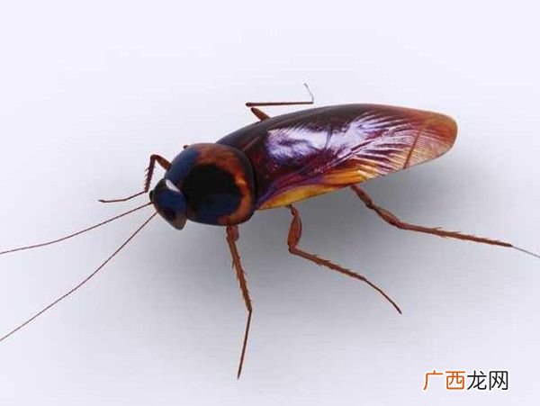 蟑螂怕什么东西和气味,蟑螂闻到什么药味就自动躲开？