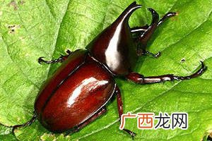 独角仙的学名叫什么,独角仙名字的来历是什么？