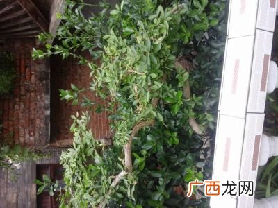 万年青树种有哪些,万年青品种有哪些？