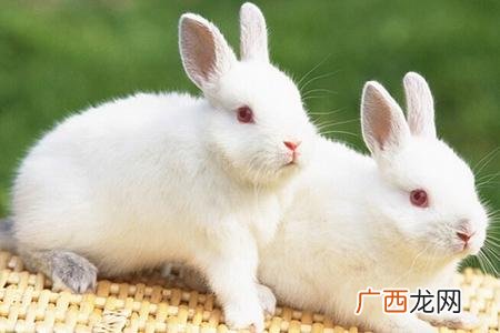 兔腿怎么做好吃,烟熏过得兔腿怎么做好吃？