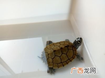 如何喂养地图龟,地图龟的饲养方法和注意事项？