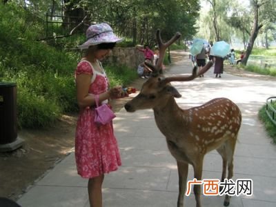 鹿吃什么,鹿吃什么？