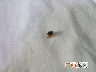 鱼缸里生出的扁圆的螺是什么,淡水凶猛观赏鱼？