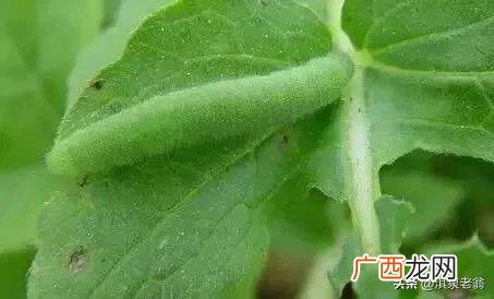 菜农支招教你防治 杀死菜青虫有什么土办法