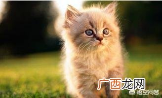 怎么给猫量体温啊,猫发烧的症状有哪些？