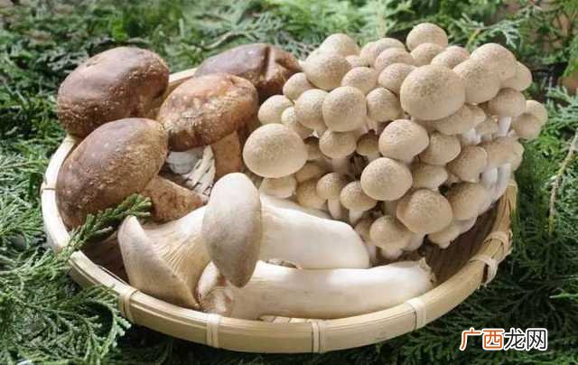 菌菇的种类,蘑菇有几种品种图片？