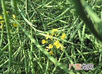 油菜怎么种植方法,油菜的正确播种方法？