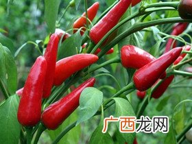 怎样种辣椒,天然辣椒的种植方法？