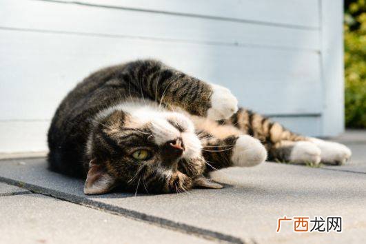 刚出生的小猫怎么养,刚出生的小猫要怎么处理？