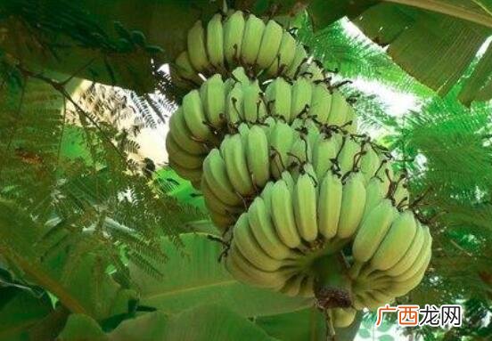 巴蕉和油桃能不能一起吃