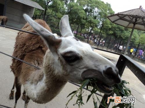 四不像是什么,四不像指的是什么？
