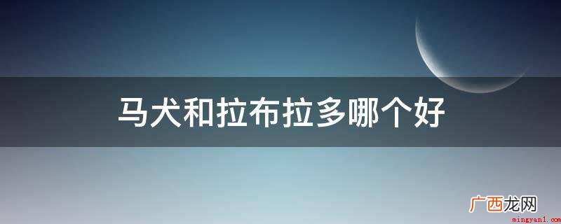拉布拉多犬和马犬的区别 马犬和拉布拉多哪个好