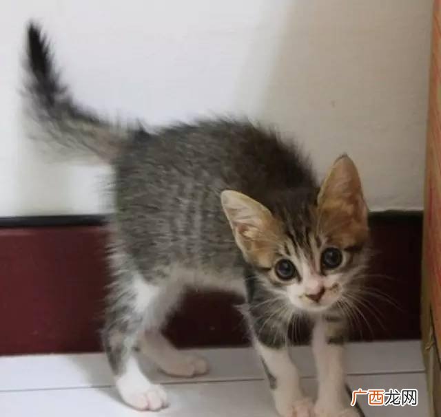 猫尾巴炸毛怎么回事,为什么小猫在屋里炸毛跑来跑去？