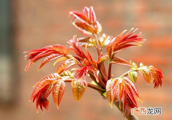冰箱冷冻的香椿怎么吃好