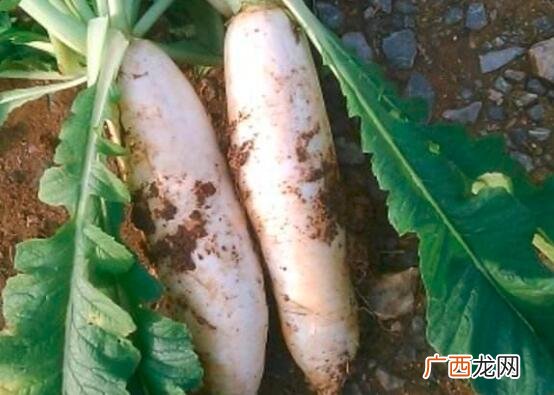 白萝卜放冰箱变黑后还可以吃吗