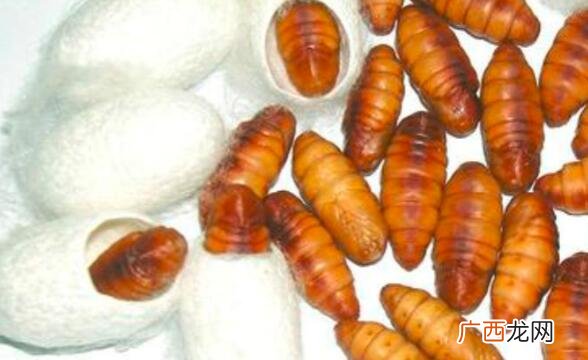 蚕蛹和柞蛹的营养价值区别 柞蛹和蚕蛹的区别