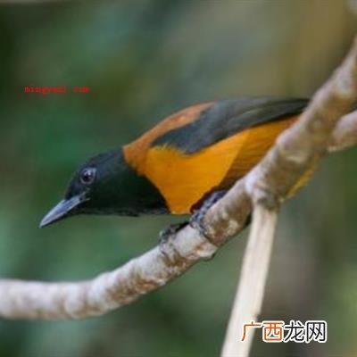 毒鸟 饮鸩止渴的鸩是毒鸟还是毒果？