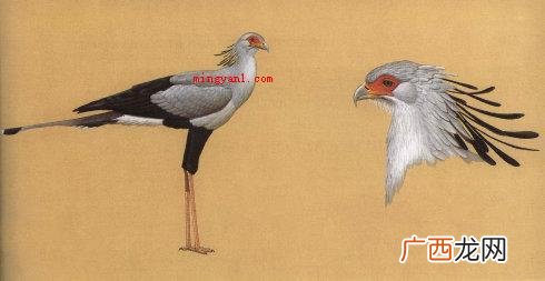 毒鸟 饮鸩止渴的鸩是毒鸟还是毒果？