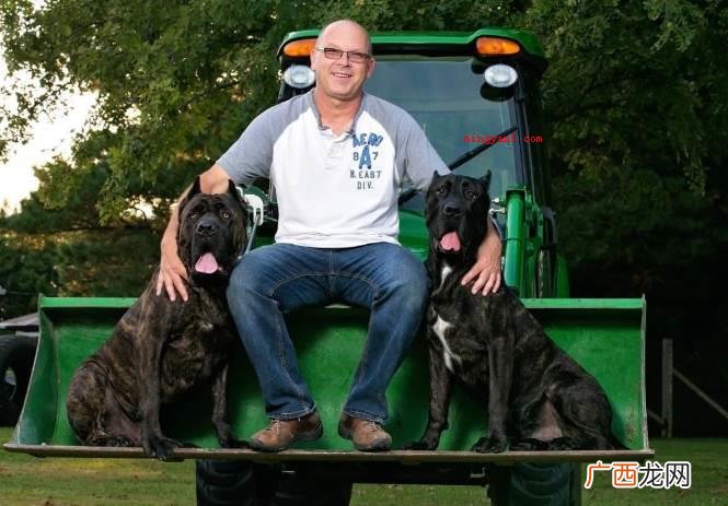 美国斗牛梗 世界十大猛犬排名 比特犬 世界十大猛犬排名是怎样的？