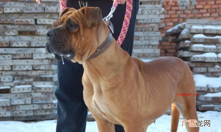 美国斗牛梗 世界十大猛犬排名 比特犬 世界十大猛犬排名是怎样的？