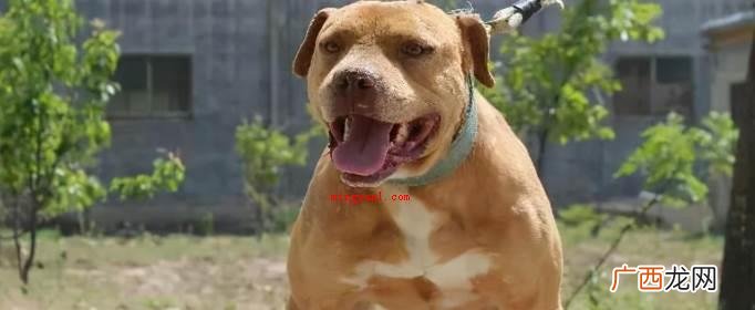 美国斗牛梗 世界十大猛犬排名 比特犬 世界十大猛犬排名是怎样的？