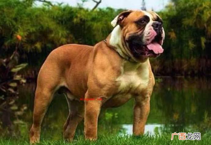 美国斗牛梗 世界十大猛犬排名 比特犬 世界十大猛犬排名是怎样的？