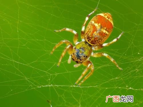 蜘蛛胶是什么,鱼胶:蜘蛛胶是叫什么名字的鱼?每一个40克左右,折合一斤是多少钱?
