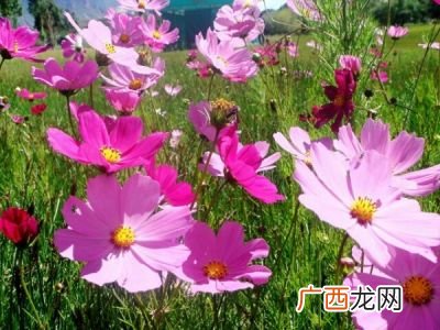 格桑花是什么花,格桑花是什么花？